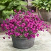 Outsidepride Dianthus Cheddar Pink - 2000 Seeds