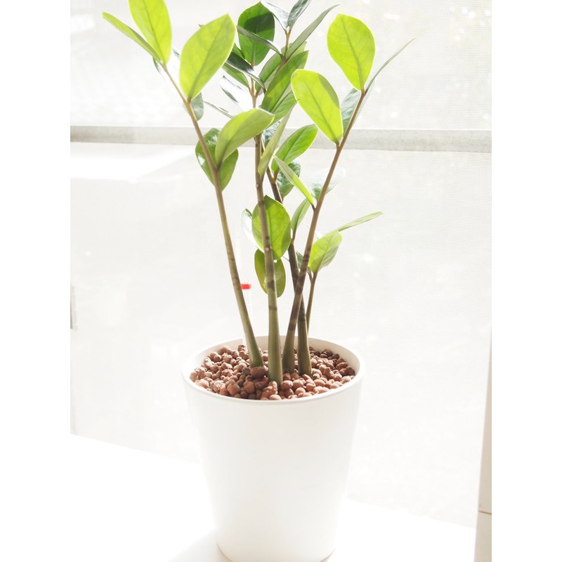 [Hydroculture Materials] Water Level Gauge, Each Size (7.5 inches (19