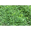 Hale Habitat & Seed Clovers, Alfalfa, & Chicory Food Plot