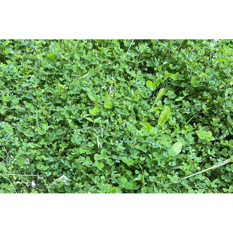 Hale Habitat & Seed Clovers, Alfalfa, & Chicory Food Plot