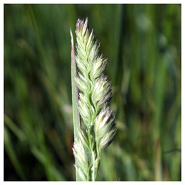 Everwilde Farms - 1 Oz Upland Wild Timothy Native Grass Seeds - Gold Vault