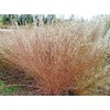 1000 Little Bluestem Native American Ornamental, Prairie Grass Seeds -