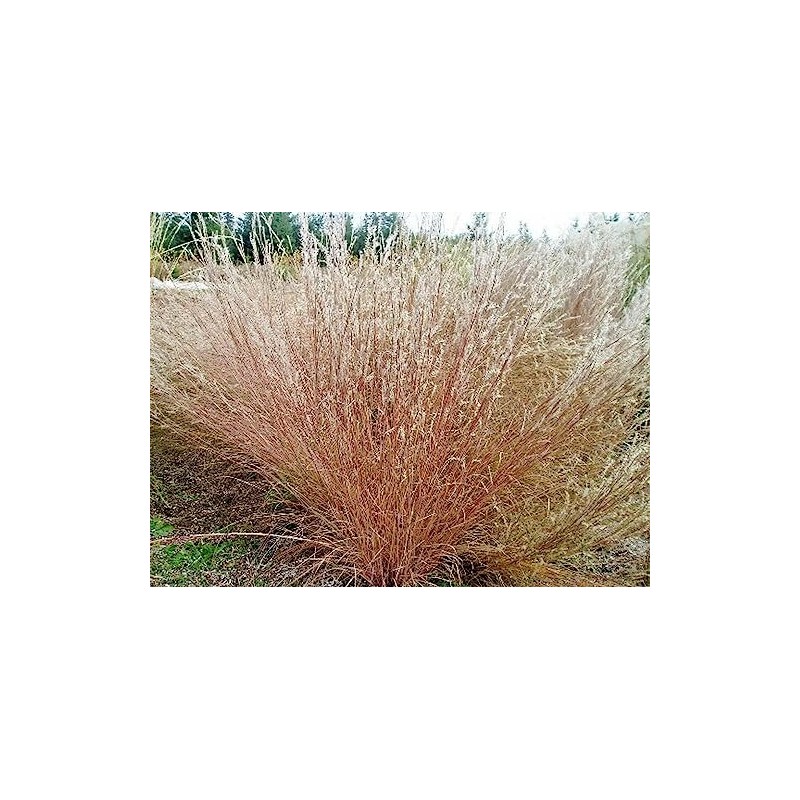 1000 Little Bluestem Native American Ornamental, Prairie Grass Seeds -