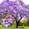 Seed-Top 450 Royal Paulownia Empress Tree Seeds Paulownia Elongata Fastgrowing