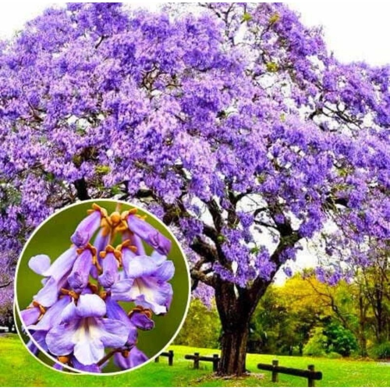 Seed-Top 450 Royal Paulownia Empress Tree Seeds Paulownia Elongata Fastgrowing