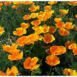1000 California Poppy Seeds for Planting Yellow Flowers Seeds Easy to Grow Outdoor Home Garden Flower Seeds Gardening Supplies