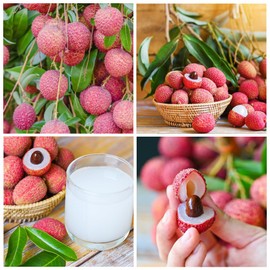 15+Lychee Tropical Fruit Seeds for Planting Outdoor- Non-GMO Heirloom Litchi Seed for Exotic Home Gardening-Perennial Psidium Guajava Exotic Fruit for Plant Indoor Bonsai Tree