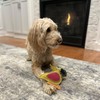 SPOT Dura-Fused Colors Parrot - Colorful Leather Dog Toys with