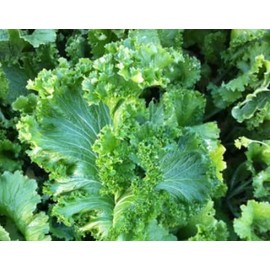 1000 Green Wave Mustard Seeds for Planting Heirloom Non GMO 2.5+ Grams Garden Vegetable Bulk Survival