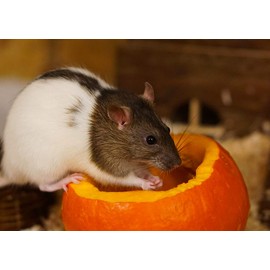 Rat Blank Greeting Card - Landscape