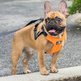 Clickit Sport Plus - Crash Tested and Safety Certified Car Seat Belt Harness for Dogs (Large, Orange Dream)