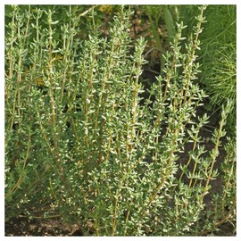 Everwilde Farms - 1/4 Lb Common Thyme Herb Seeds - Gold Vault