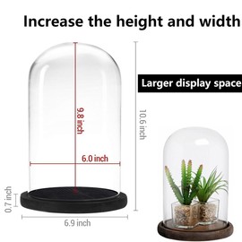 Glass Cloche Bell Jar with Wooden Base, 6 inch Diameter x 10 inch Height, Display Dome Cover for Plants and Decor (Black Base)