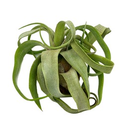 ragnaroc Live Air Plants - Tillandsia Streptophylla Large – 5 Count 3-5 inches – Ideal for Gifts & Presents, Live Indoor Plants & Live House-Plants – Live Plants for Home décor, 30 Day Guarantee