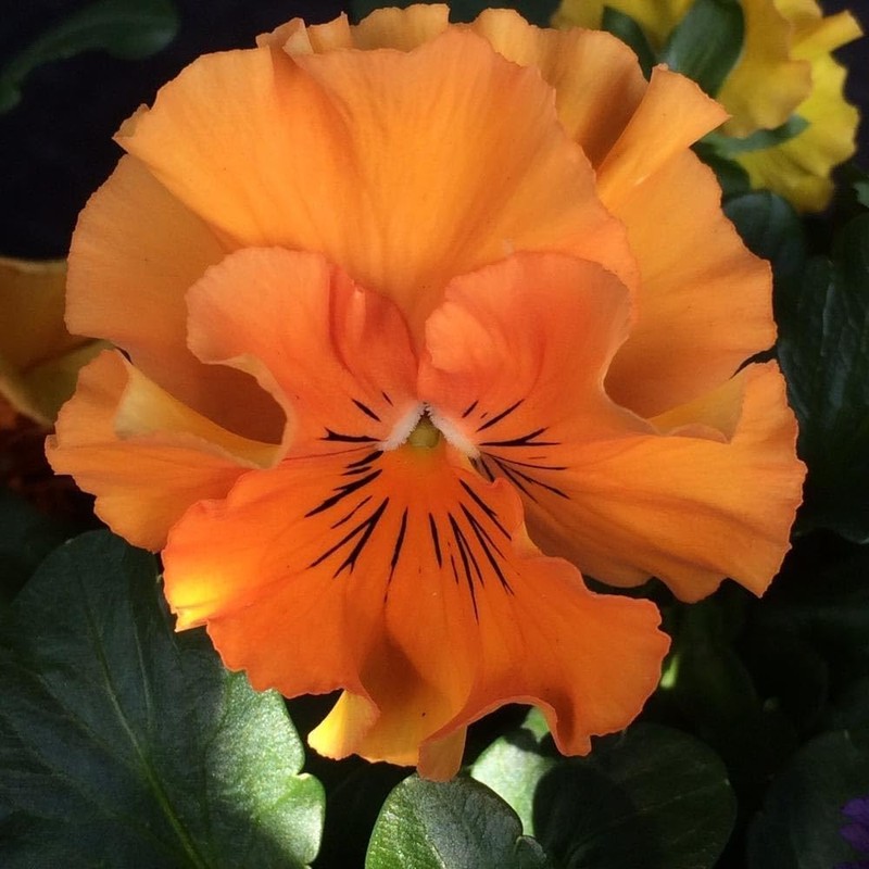 Outsidepride 50 Seeds Viola Pansy Frizzle Sizzle Orange Flower Seeds
