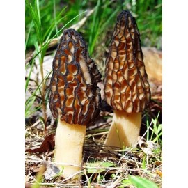 RAISE ME UP: Black Morel Mushrooms Spores (Morchella importuna) Non GMO Heirloom 100 Seeds