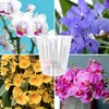 ZOMA - Set of 3 Clear Orchid Pots with Raised
