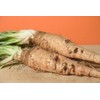 CZ Grain Salsify Seeds (100 Seeds) - Non-GMO Root Vegetable