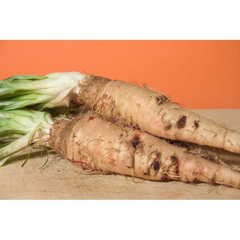 CZ Grain Salsify Seeds (100 Seeds) - Non-GMO Root Vegetable
