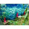 Hakubitin, Raccoon, Why Escape? Set of 10 Outdoors, Civicin, Raccoon,
