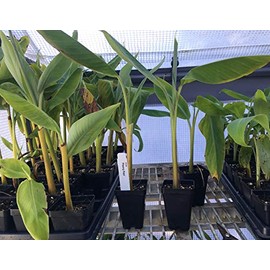 Pisang Raja Banana Plant - King of Bananas - Live Plant