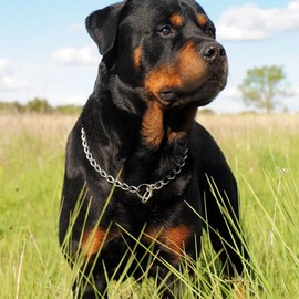 Chain Choker Collar for Dogs, Metal Slip Link Training Dog Collar Martingale Heavy Duty Puppy Collars for XXS XS Small Medium Large Big XL Breed Dogs, Silver XL