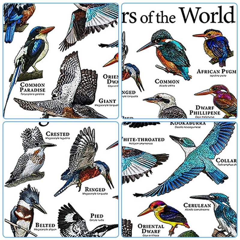 Cipszoely World Kingfisher A3 Identification Reference Educational Wall Poster, Perfect