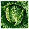 Everwilde Farms - 500 Savoy Cabbage Seeds - Gold Vault