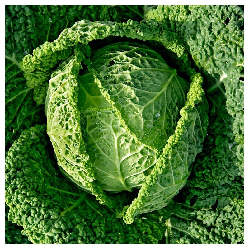 Everwilde Farms - 500 Savoy Cabbage Seeds - Gold Vault
