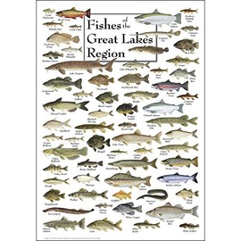 Earth Sky + Water - Fishes of the Great Lakes Region - Poster