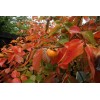 No Brand American Persimmon Tree - Live Plant 6-12" -