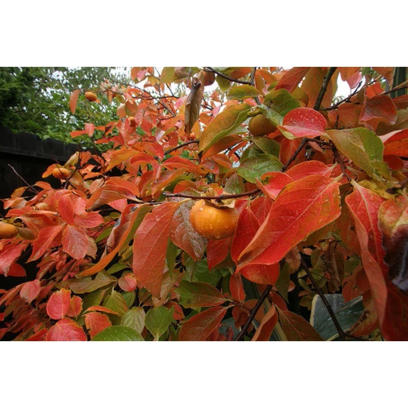 No Brand American Persimmon Tree - Live Plant 6-12" -