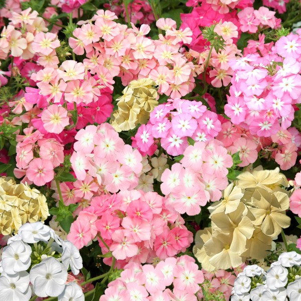 TomorrowSeeds - Phlox of Sheep Pastel Mix Phlox Seeds -