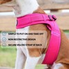 BullyBillows Boomerang Harness, Non-Restrictive, Lightweight, Easy to Put on and