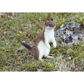 Handmade Weasel / Ermine Taxidermy Reference Photo Cd