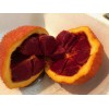 American Seed 10 Rare Gac Melon Seeds - Bright Spiky