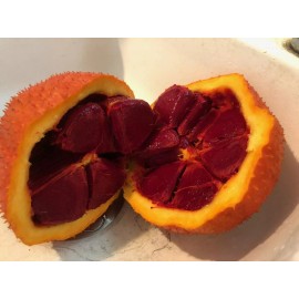 American Seed 10 Rare Gac Melon Seeds - Bright Spiky Melon, Compact Vines