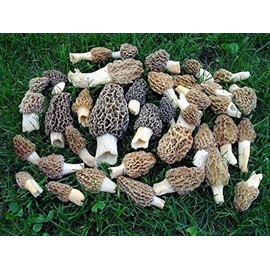 Morel Mushroom Spores in Sawdust Seed Spore Grow Large Kit From WV makes 25 gals