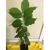 Tree PEANUT BUTTER TREE/RARE FRUIT TREE (BUNCHOSIA GLANDULIFERA) 6 INCHES