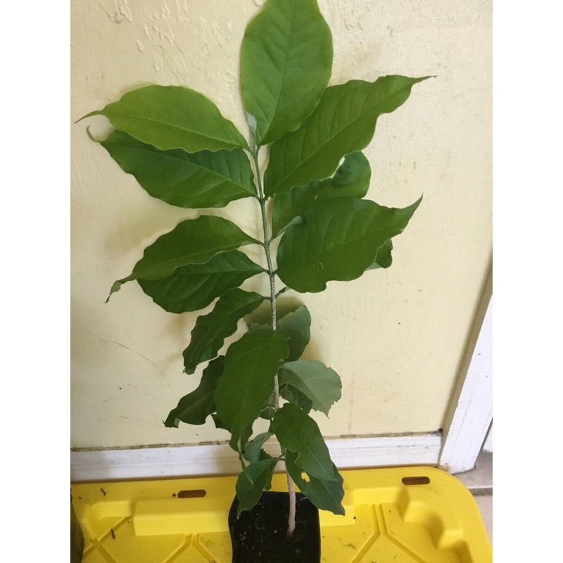 Tree PEANUT BUTTER TREE/RARE FRUIT TREE (BUNCHOSIA GLANDULIFERA) 6 INCHES