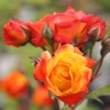 Heirloom Roses Climbing Rose Plant - Piñata Climber Rose Bush,