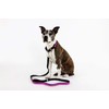 Night Scout Dog Leash (Pink)
