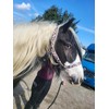 Equipride Horse Headcollar camouflage Print with Lead Rope Satin Fitting