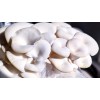 Undisclosed White Oyster Mushroom Fruiting Block | 5 lbs.