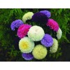 Peony Aster Mix About 100 Seeds for Planting Non-GMO Pack