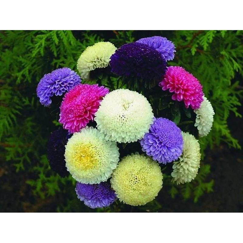Peony Aster Mix About 100 Seeds for Planting Non-GMO Pack