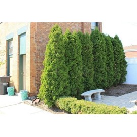 3 Emerald Green Arborvitae 6-12" Tall Live Plants in 4" Pots - Thuja occidentalis