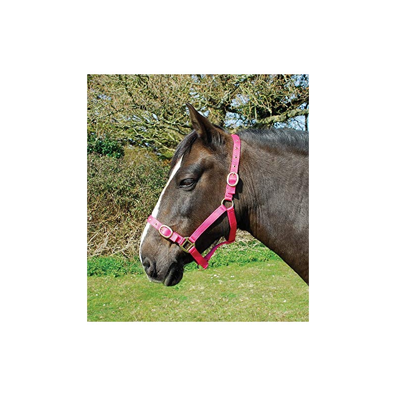 Rhinegold Nylon Headcollar - Cob - Raspberry