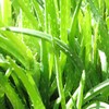 ni-ruzuya-do remedyi-zu hurankinsensufeisyaruuxossyu (Milk Type Facial Cleanser) 100 