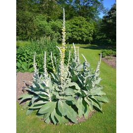 Denseflower Yellow Mullein Verbascum densiflorum Medicinal Tea Herb Premium Seed Packet for Planting